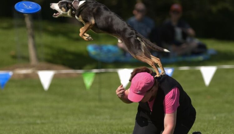 Laura O'Neill and "rage" compete in the Ashley Whippet Invitational K-9 Frisbee World Championship Series at Naperville's Riverwalk Grand Pavilion.