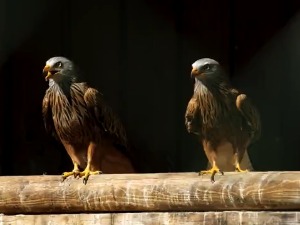 RTS :: A hawk in the civil service